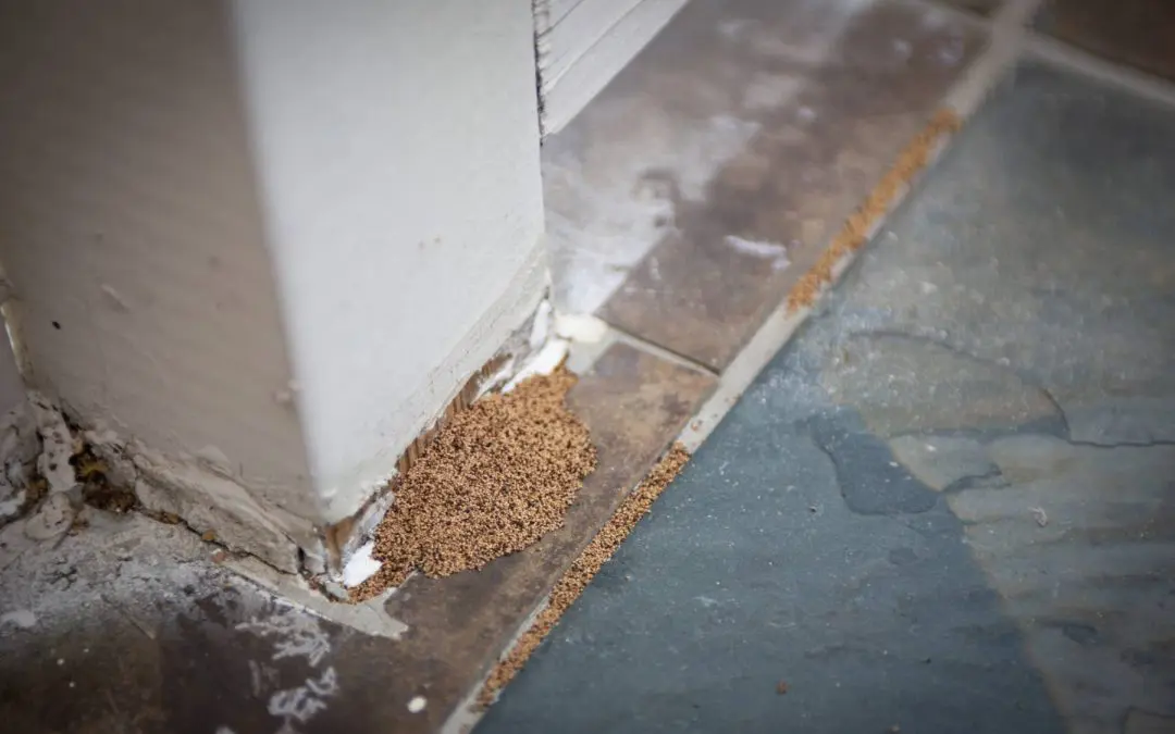 Prevent Pests in Your Home: What Works and What Doesn’t