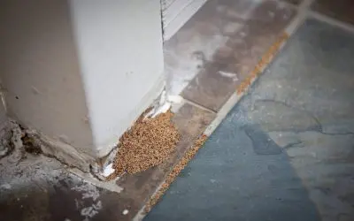Prevent Pests in Your Home: What Works and What Doesn’t