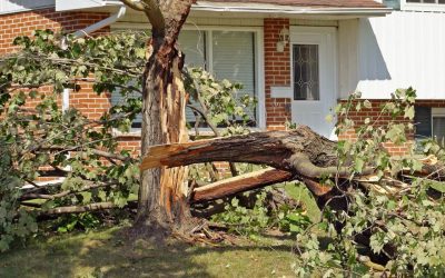 6 Ways to Know When to Remove a Tree
